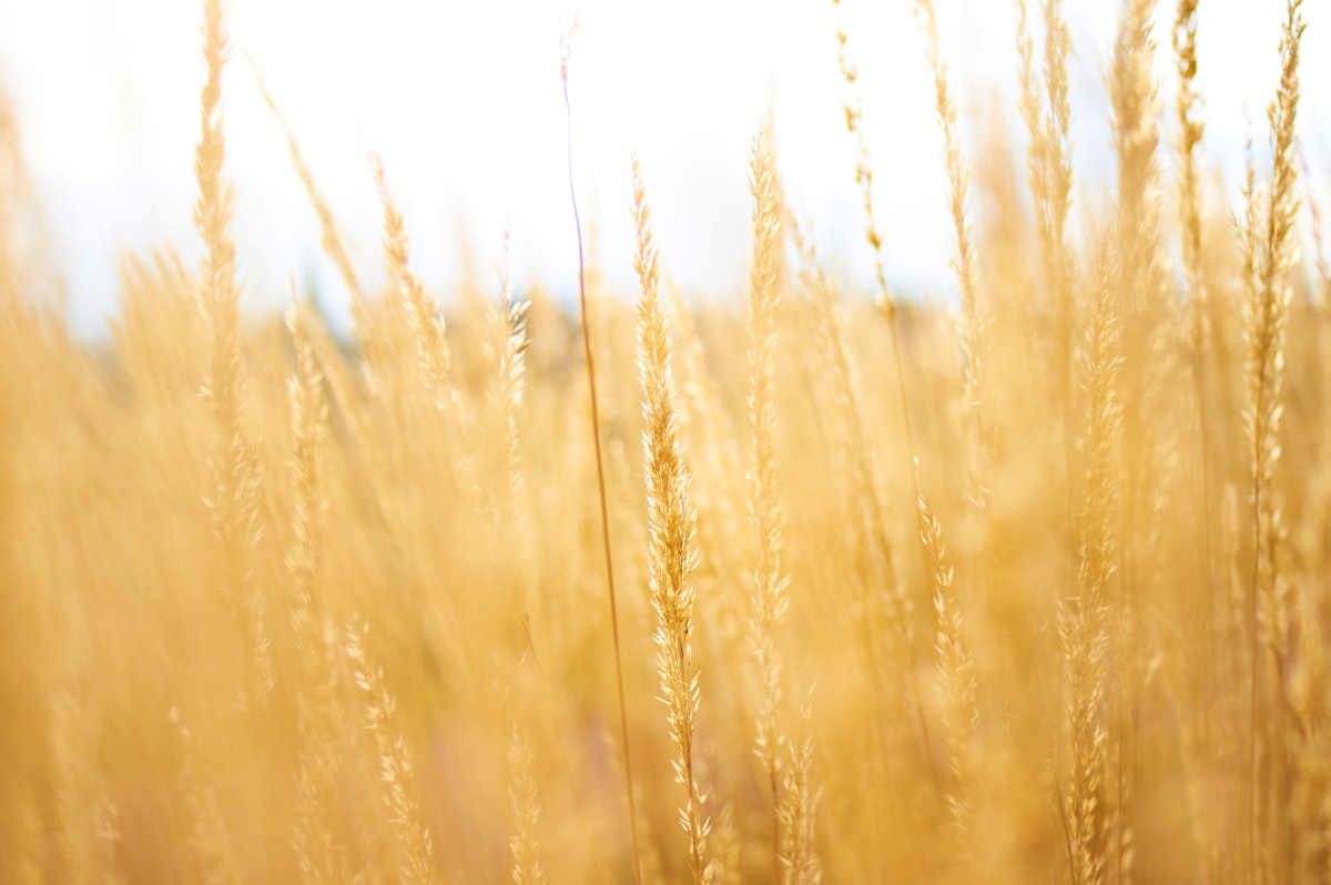 Agriculture produce